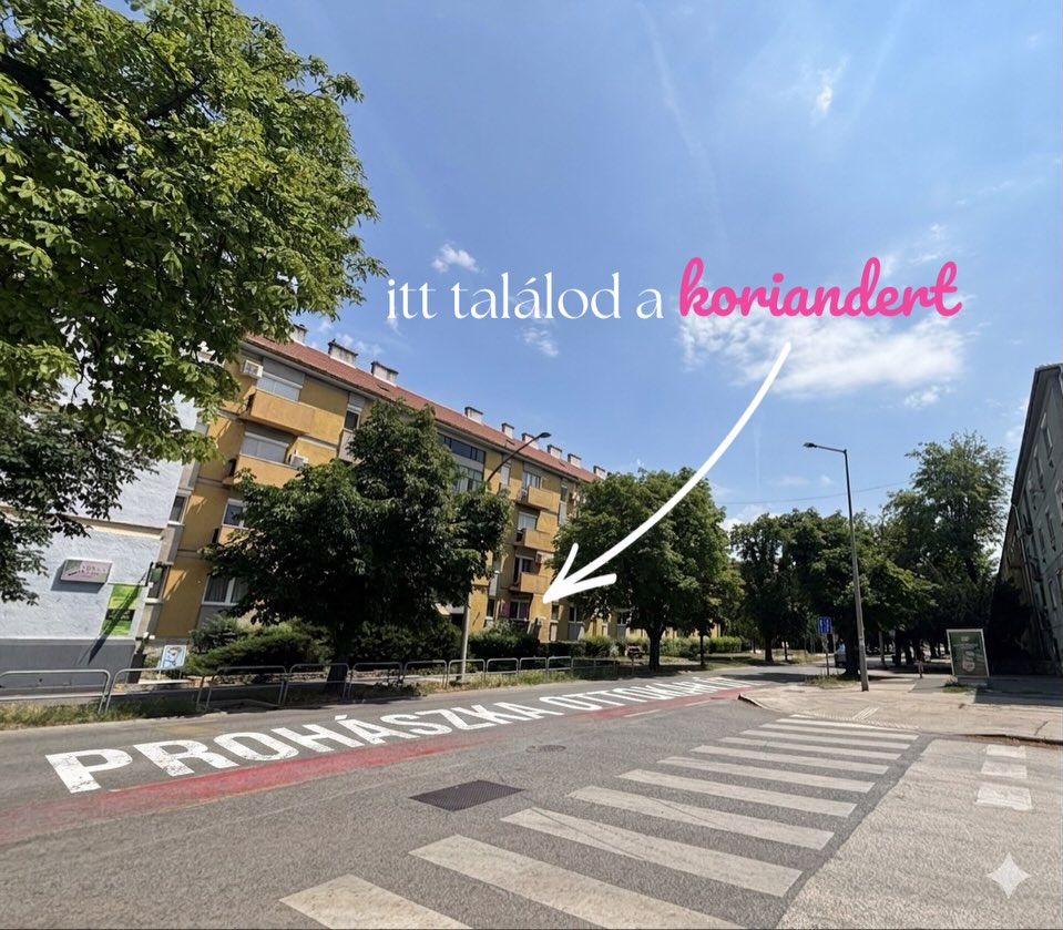 Itt találod a koriandert